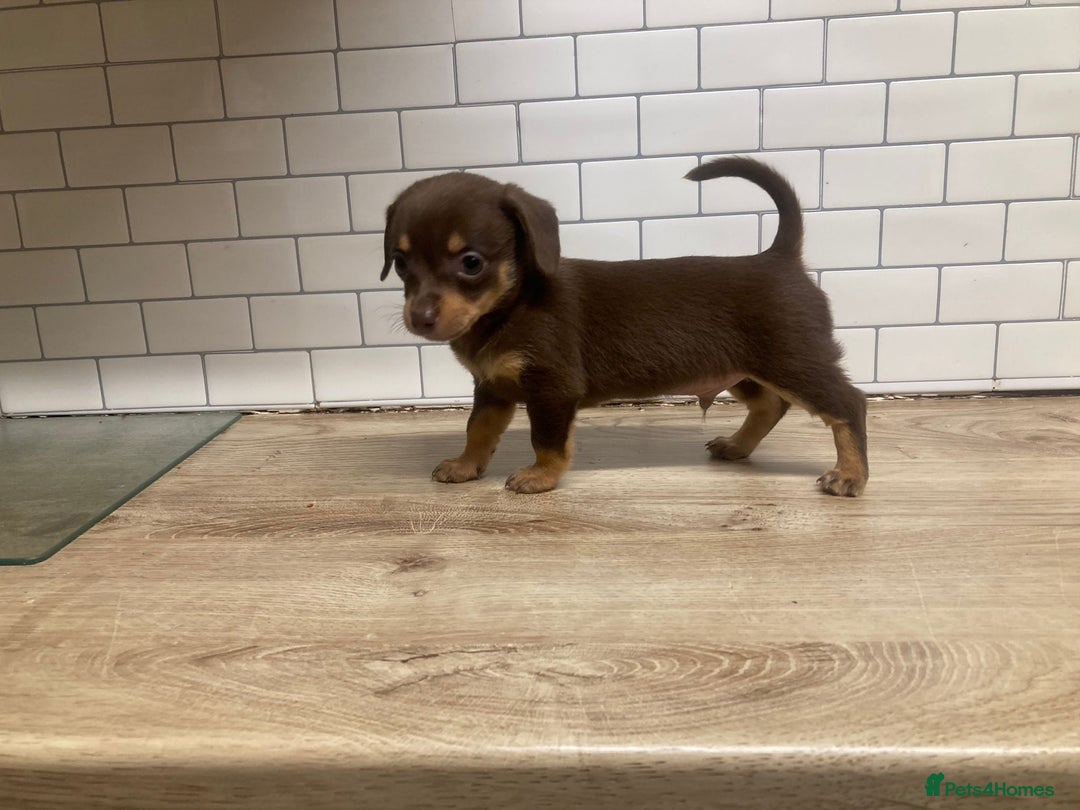 Mixed Breed dogs for sale: Dachshund and Pomeranian - Image 5