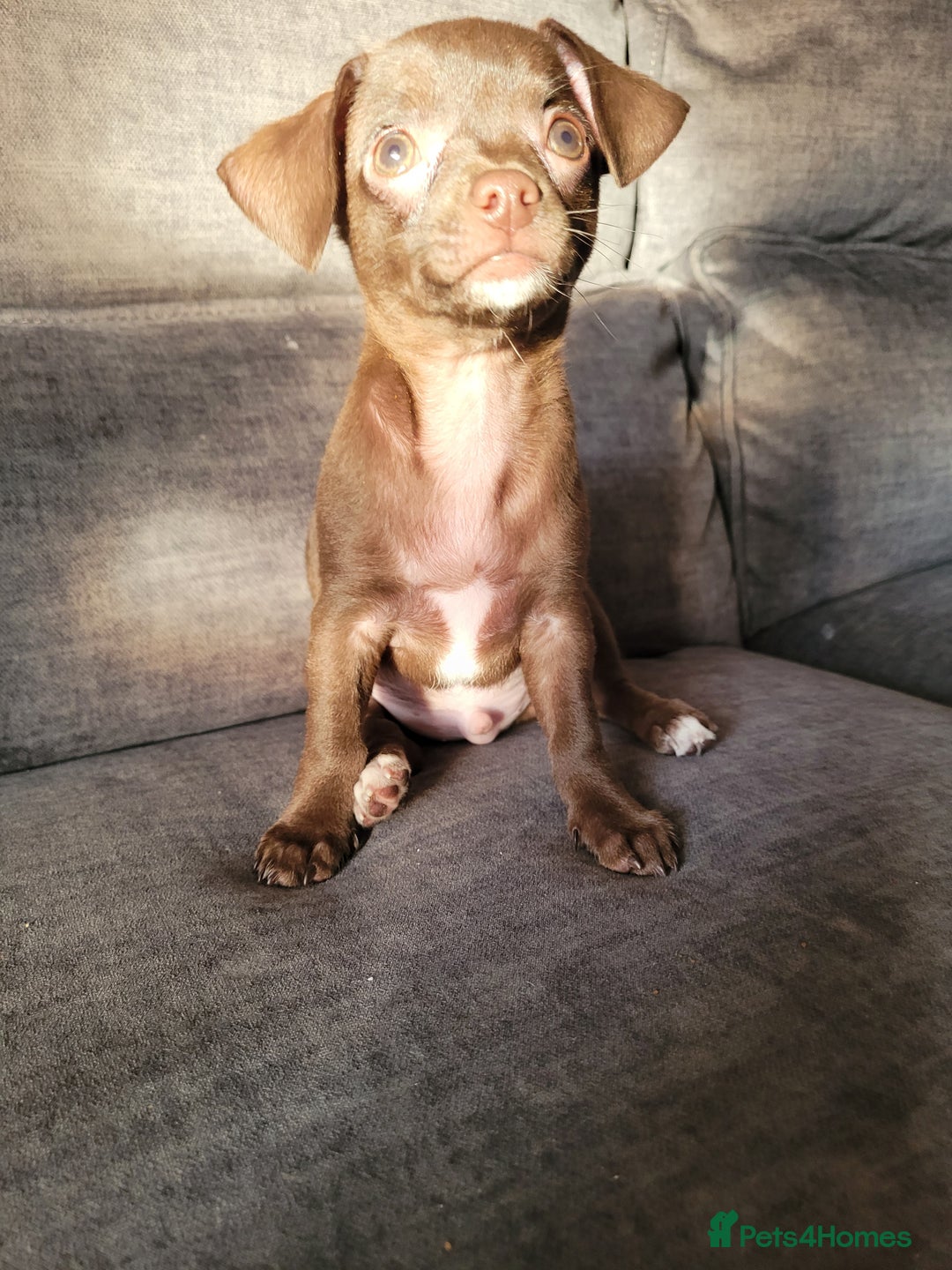 Chihuahua dogs for sale: Ready now - Advert 18