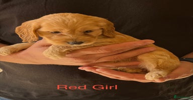 Cockapoo dogs - Advert 4