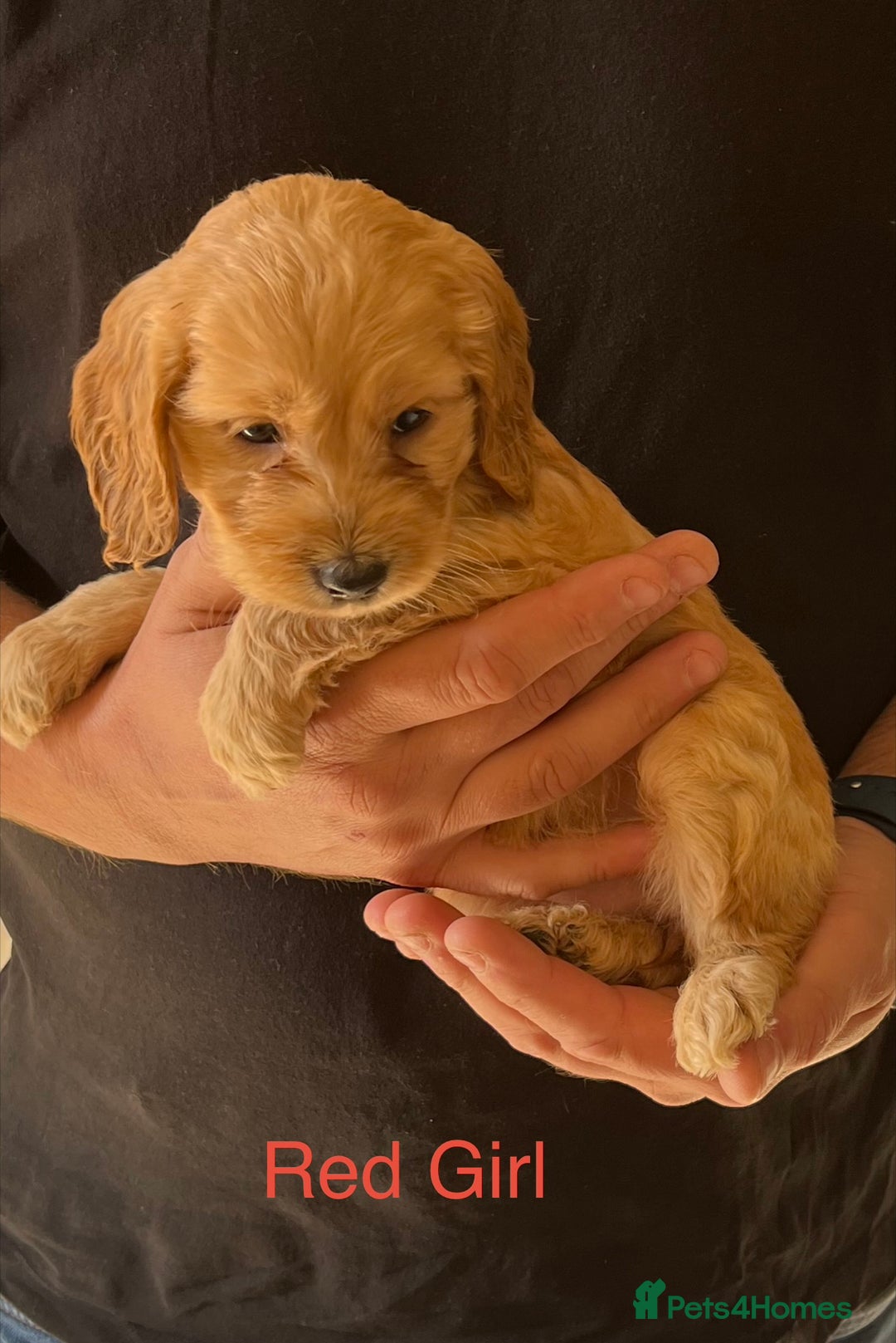 Cockapoo dogs for sale: Beautiful Cockapoo Puppies - Image 2