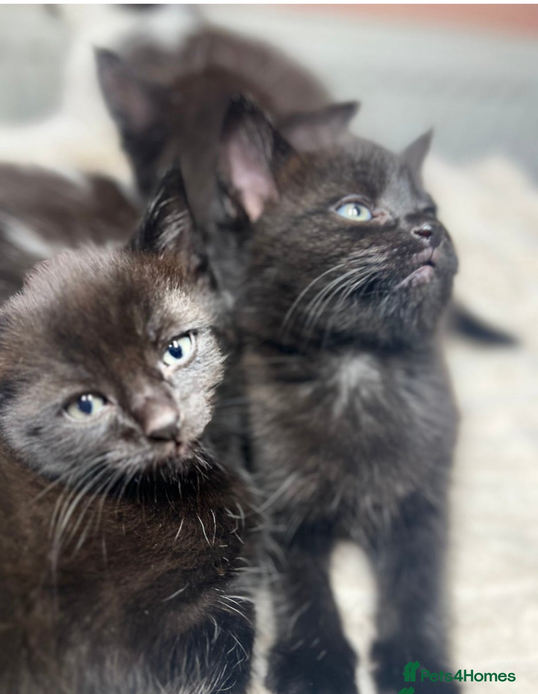 British Longhair cats for sale: Kittens - Image 2