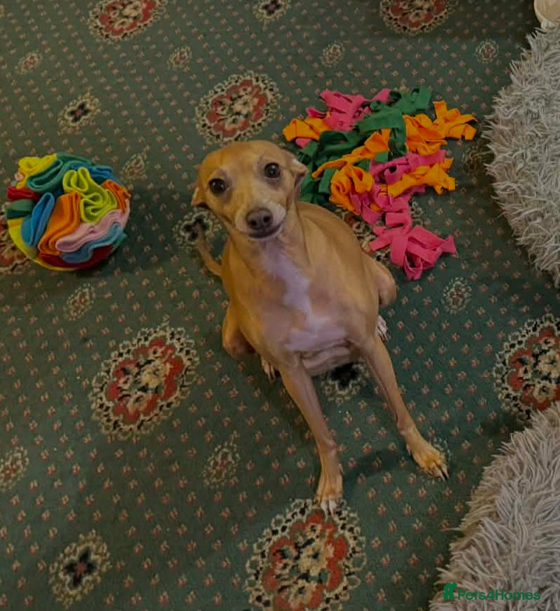 Italian Greyhound dogs Beautiful Cream Italian Greyhound Puppies - Advert 1