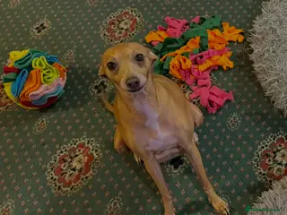 Italian Greyhound dogs Beautiful Cream Italian Greyhound Puppies - Advert 2