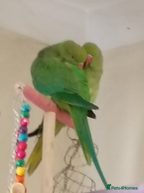 Ringnecks birds IRN,s - Advert 19