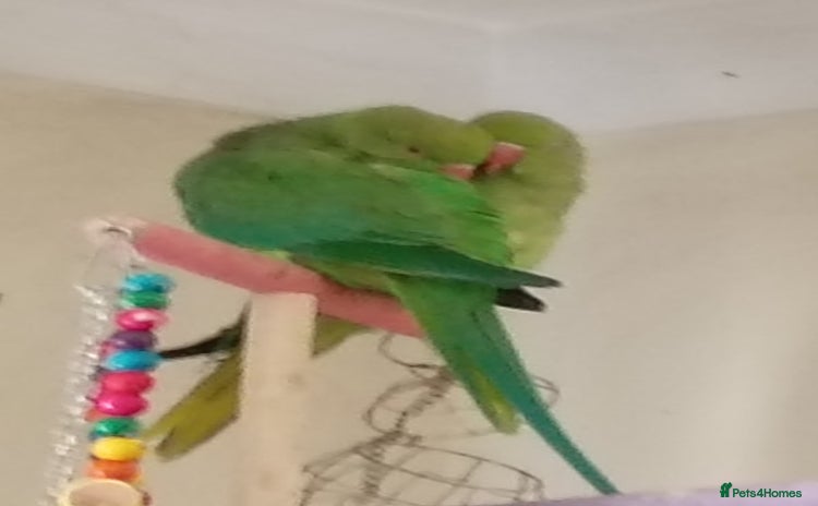 Ringnecks birds - Advert 9