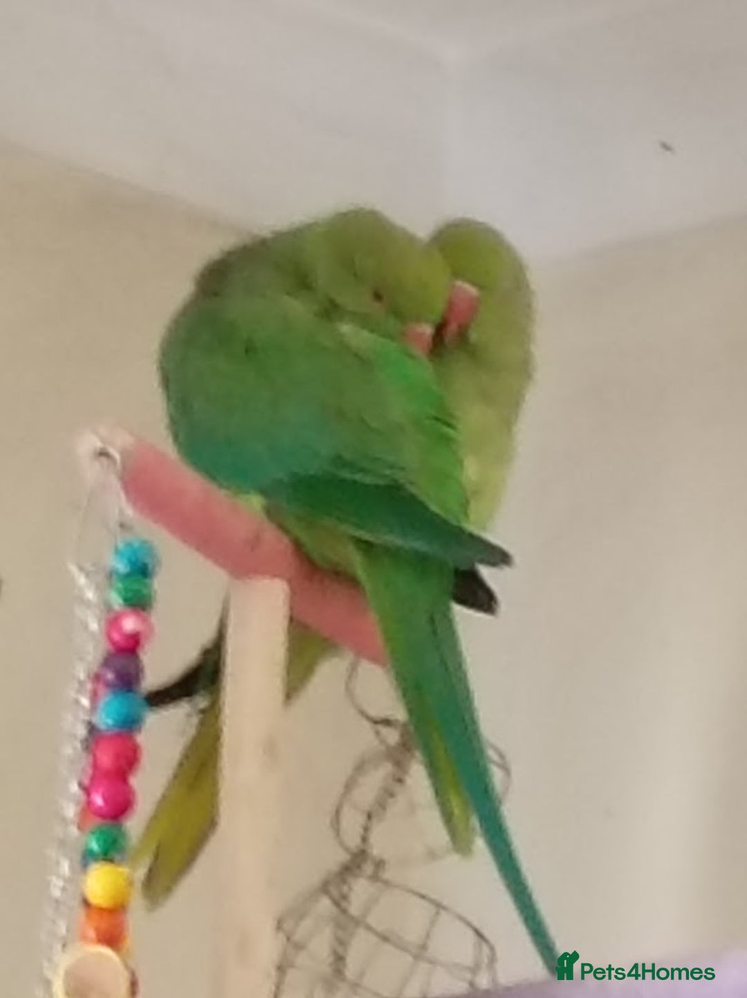 Ringnecks birds for sale: IRN,s - Image 1