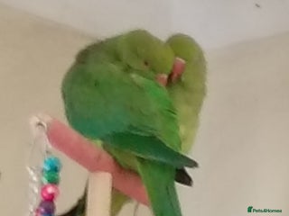 Ringnecks birds - Advert 17