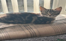Ragcoon cats for sale: Stunning ragdoll x Maine coon - Image 4