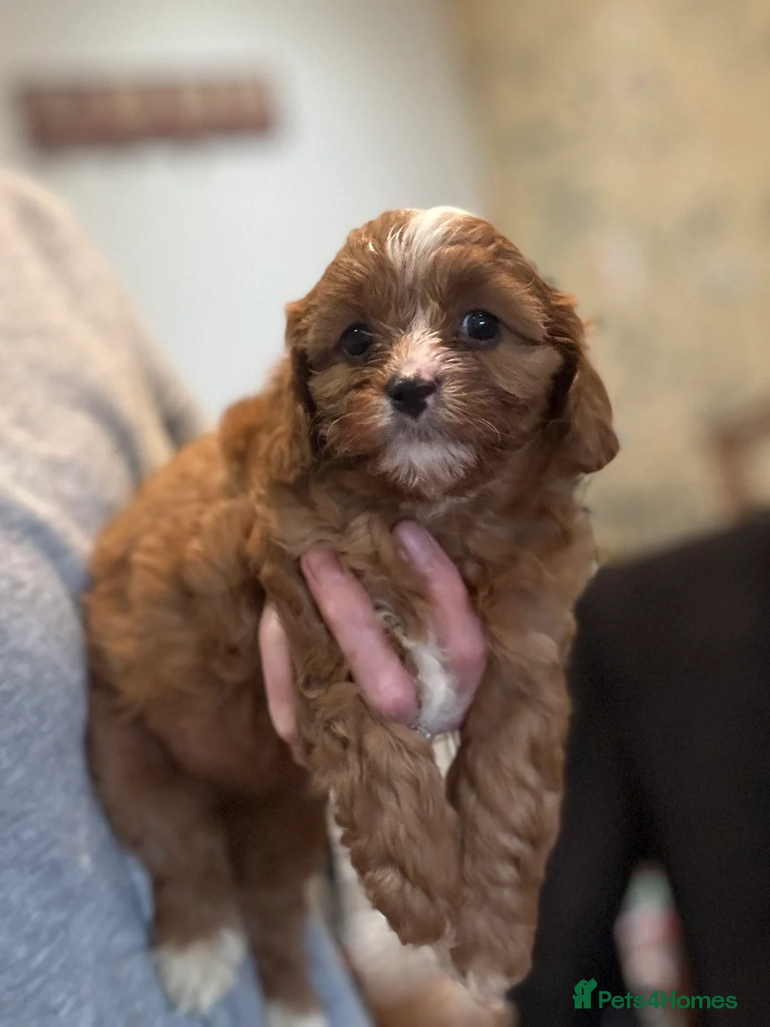 Cavapoo dogs for sale: Cavapoo pups  - Advert 5