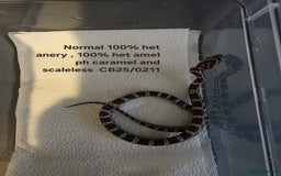 Corn Snake reptiles for sale: Cornsnake Hatchlings - Image 16