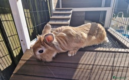 Lionhead rabbits for sale: Lionhead rabbit  - Image 7