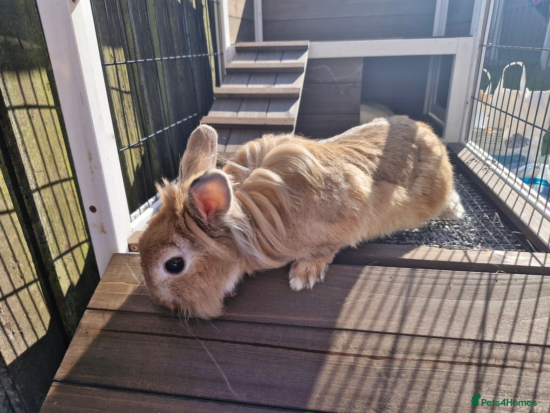 Lionhead rabbits for sale: Lionhead rabbit  - Image 7