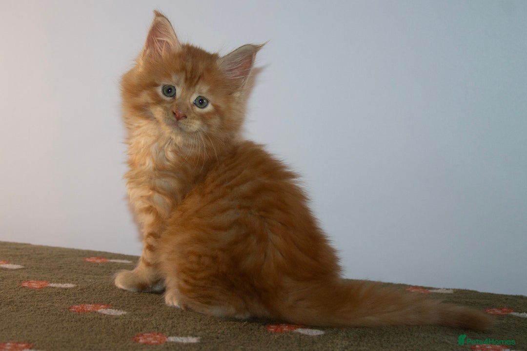 Maine Coon cats for sale: Gorgeous TICA-Registered Maine Coon Kittens! - Advert 17