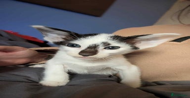 Oriental cats - Advert 3