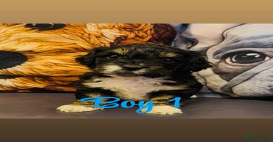 Shihpoo dogs - Advert 1