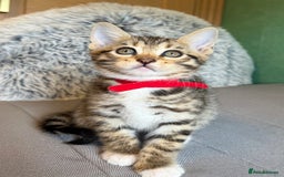 Mixed Breed cats for sale: Unique mix - Bengal x Maine Coon - Image 3