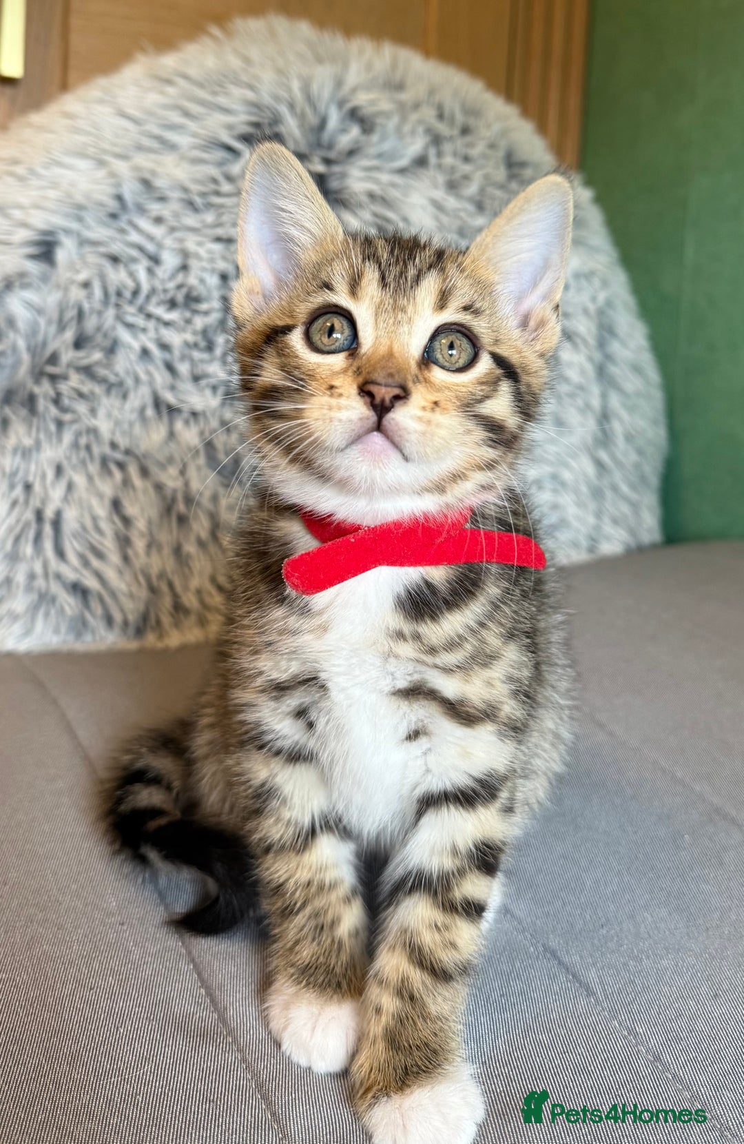 Mixed Breed cats for sale: Unique mix - Bengal x Maine Coon - Image 3
