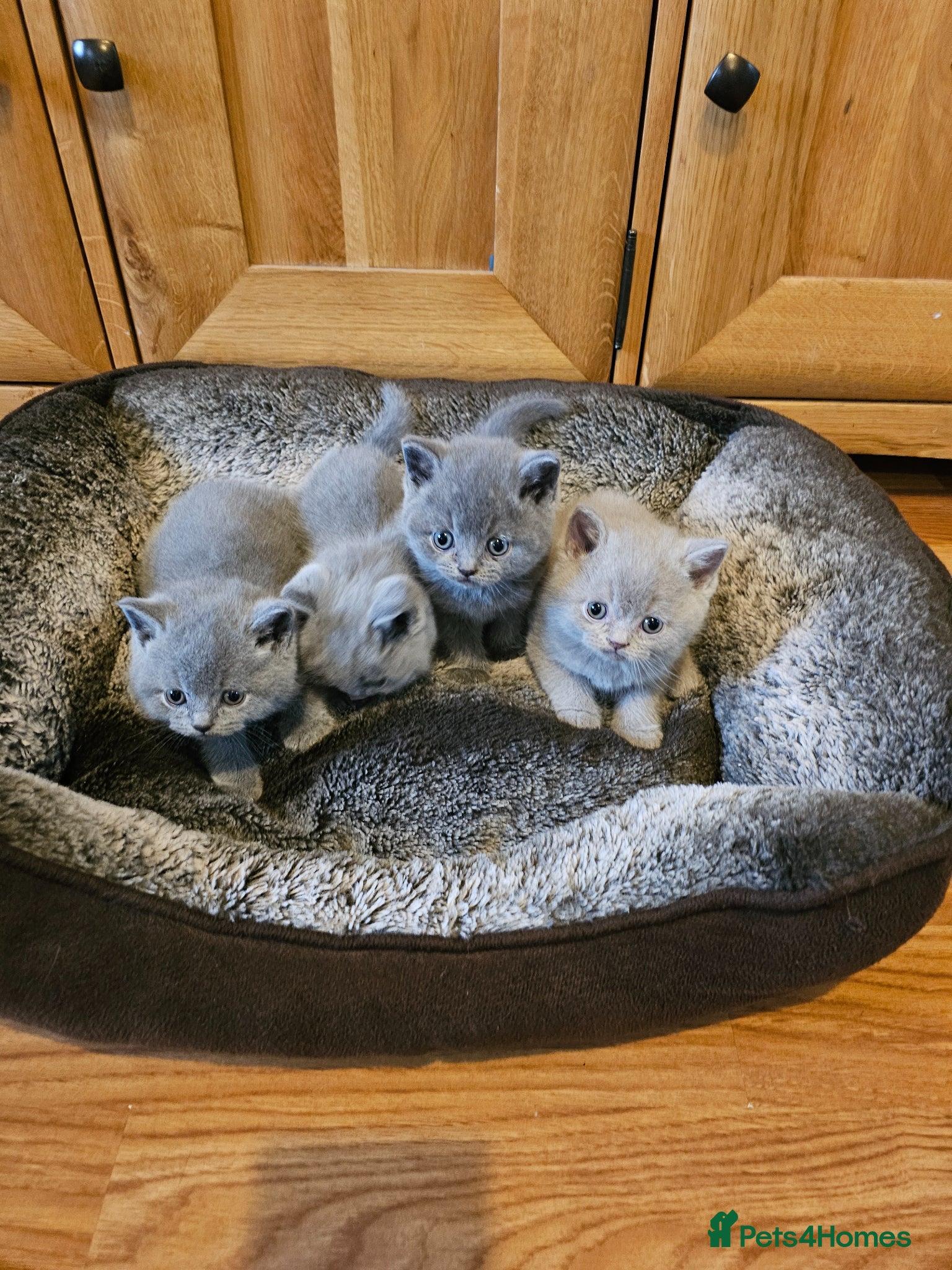 British Shorthair cats British shorthair kittens  - Advert 9