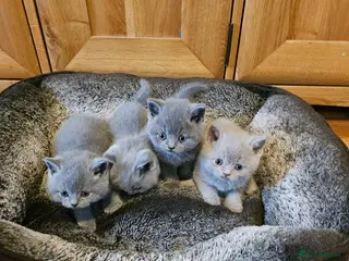 British Shorthair cats British shorthair kittens - Advert 9