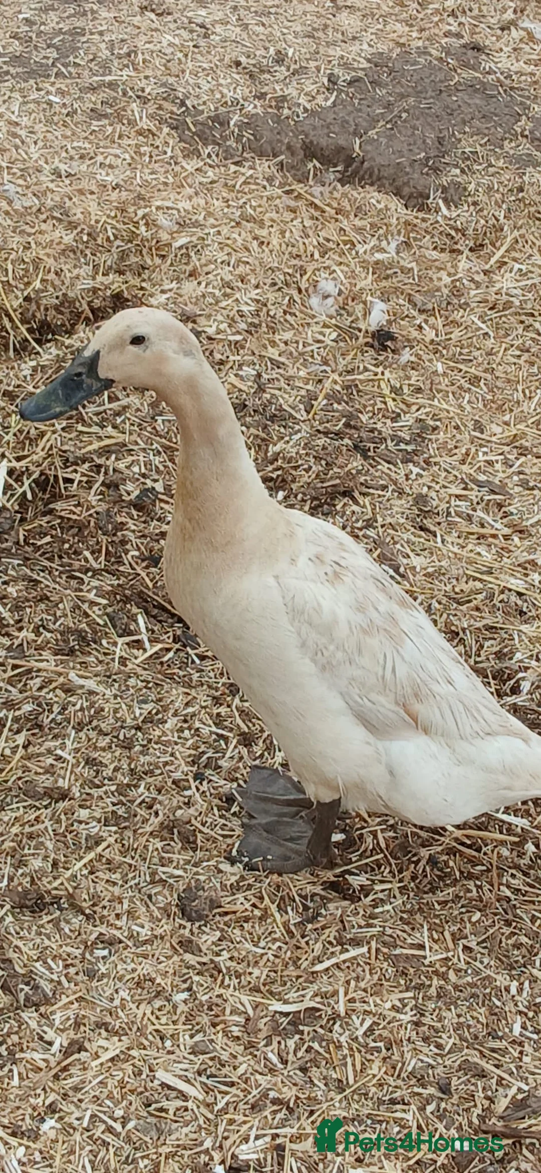 Ducks poultry for sale: Beautiful welsh harlequin duck - Advert 5