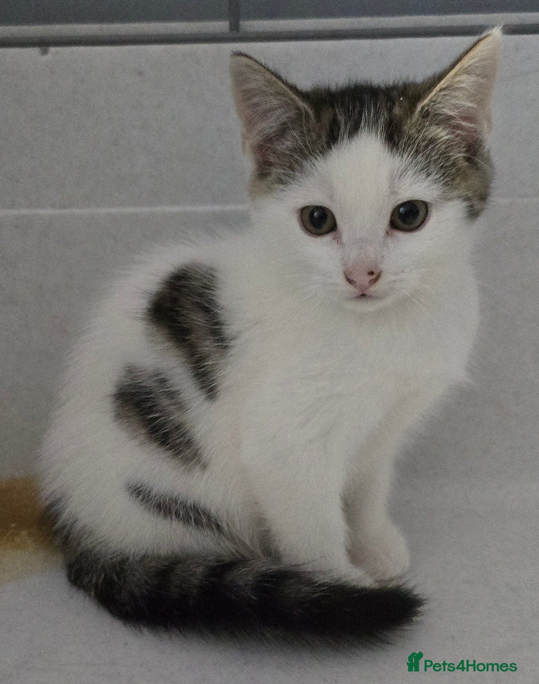 Mixed Breed cats for sale: Gorgeous Boys ready now!!! - Advert 4