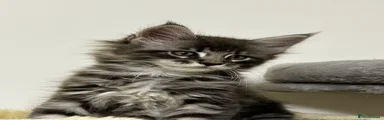 Maine Coon 2