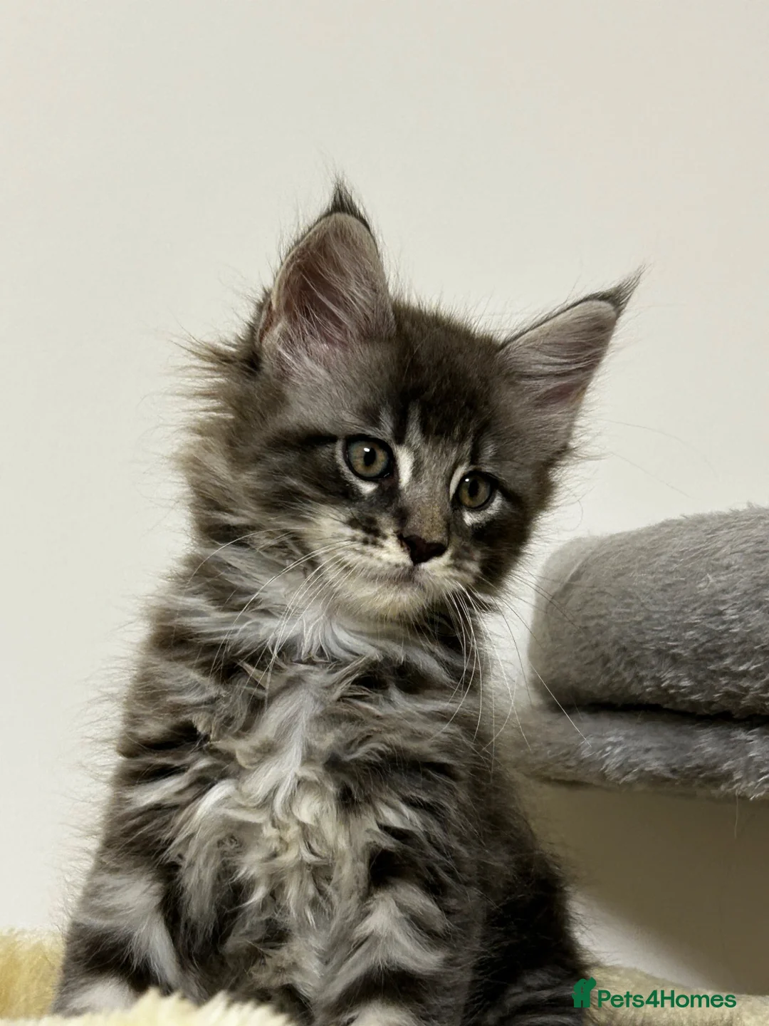 Maine Coon cats for sale: Find Your Purrfect Match 🐾 - Advert 19
