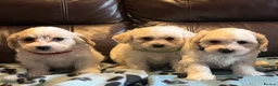Cavachon dogs for sale: Cute Cavachon x bichon Frise puppies  - Advert 18