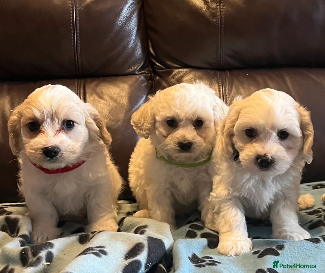 Cavachon dogs for sale: Cute Cavachon x bichon Frise puppies  - Advert 18
