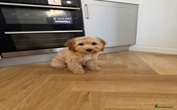 Cavapoo dogs for sale: Cavapoo 20 weeks  - Image 3