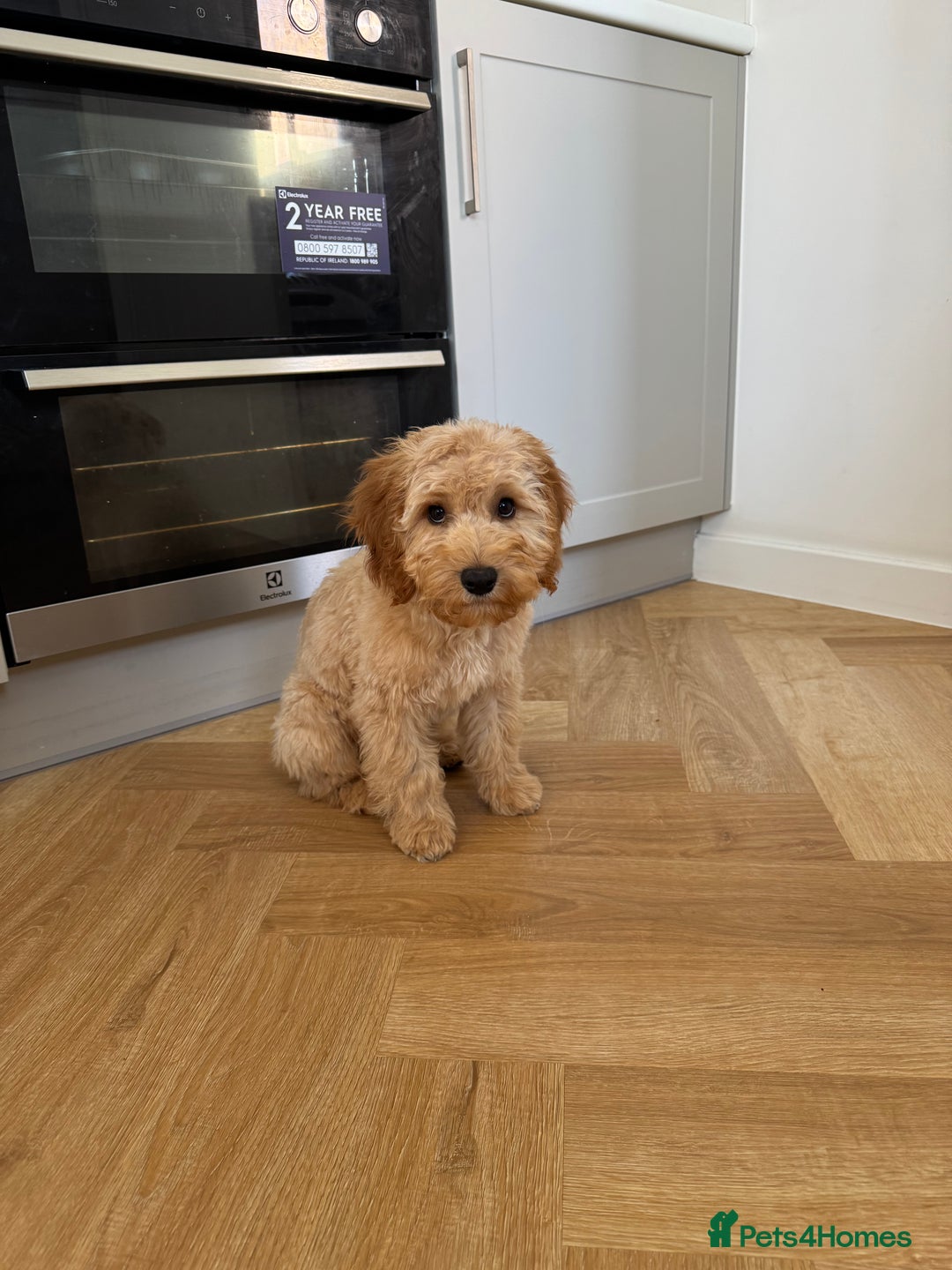 Cavapoo dogs for sale: Cavapoo 20 weeks  - Image 3