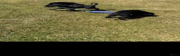Cockerdor dogs for sale: Cockerdor puppies Labrador X Cocker Spaniel  - Advert 13