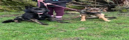 German Shepherd dogs for sale: German shepherd puppies  - Advert 1