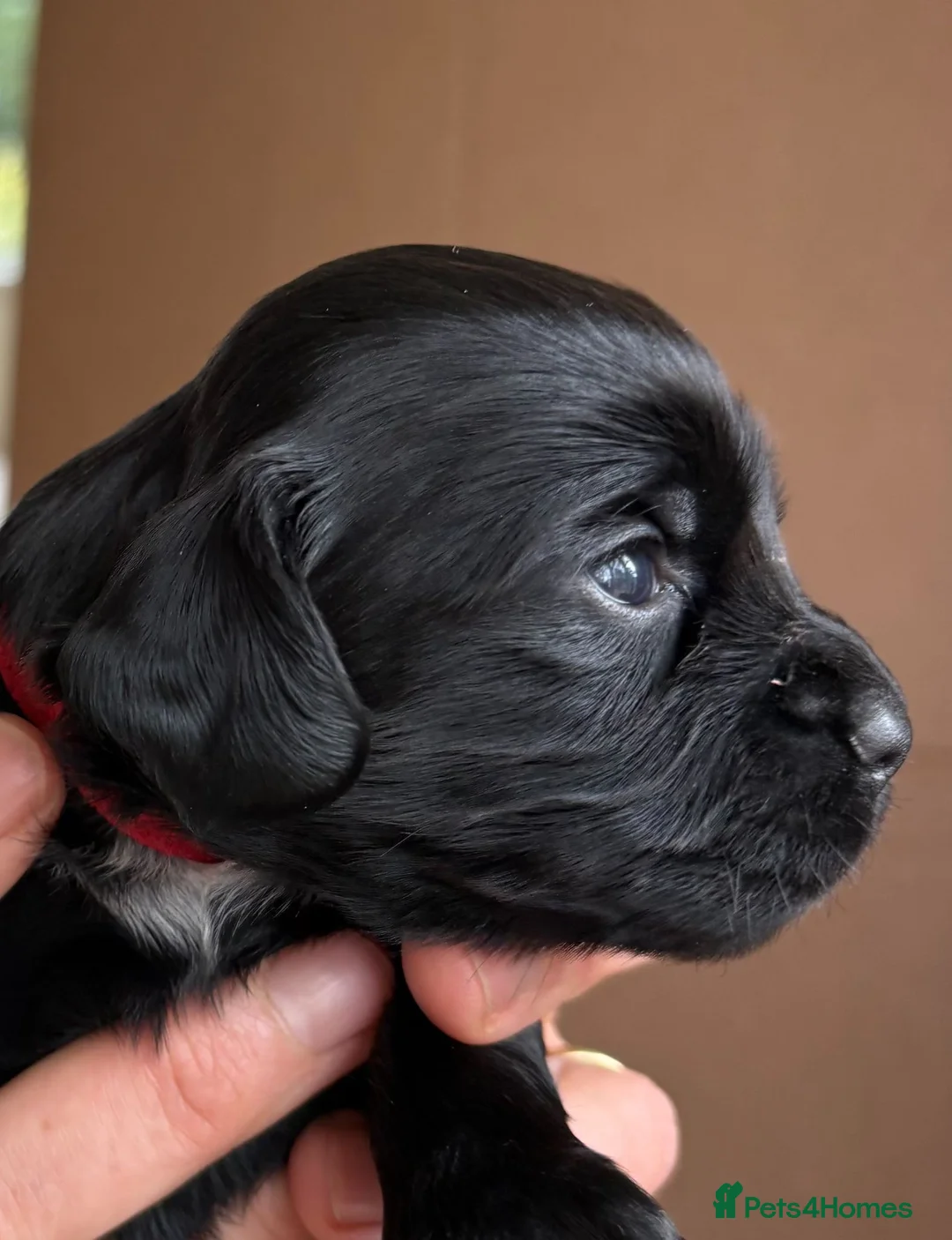 Cocker Spaniel dogs for sale: Working cocker pups in Tadley - Advert 14