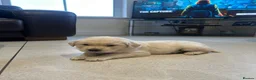 Golden Retriever dogs for sale: Golden retriever puppies  - Advert 3