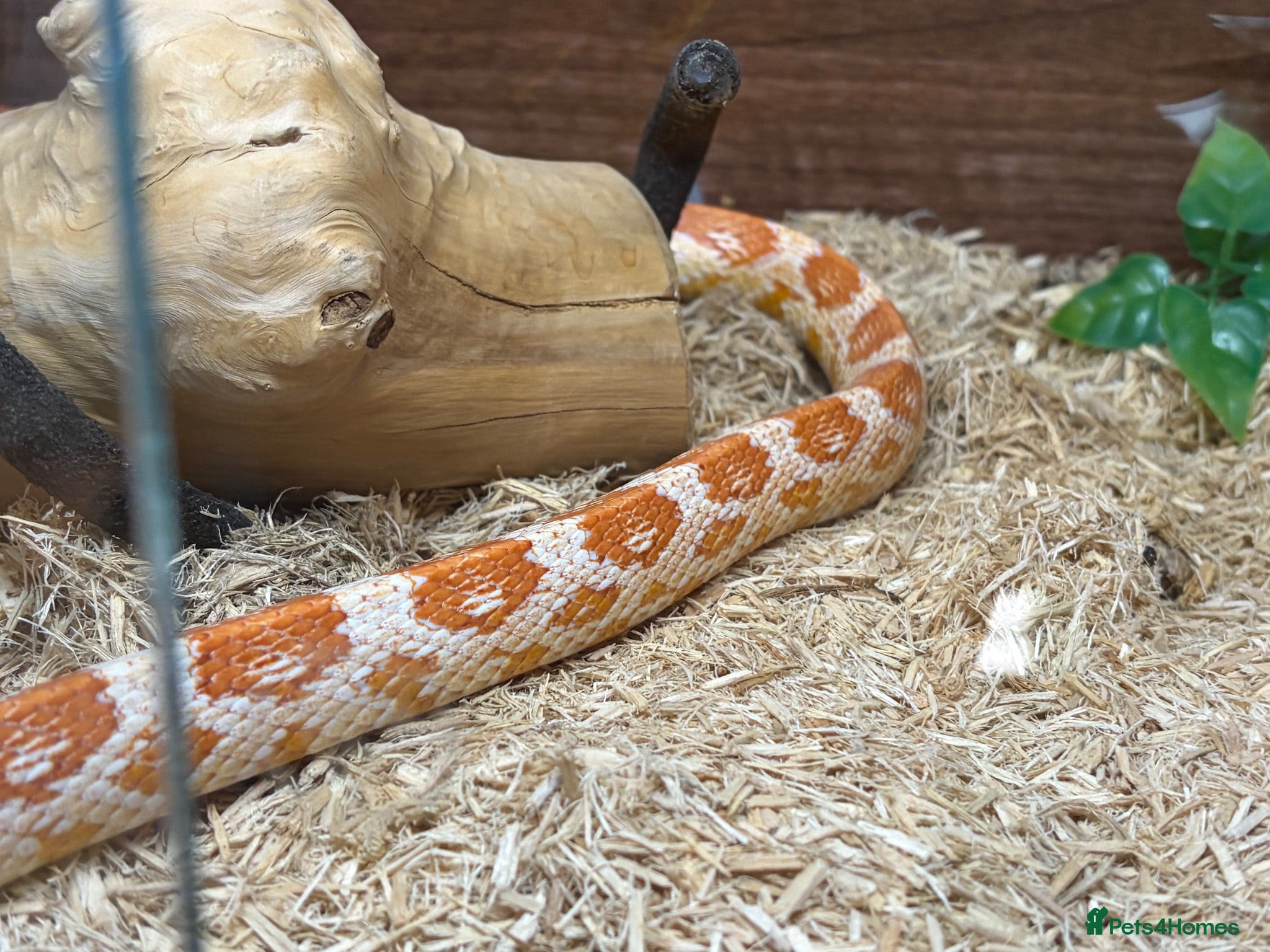 Corn Snake reptiles Corn snake with complete set up - Advert 2