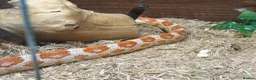 Corn Snake reptiles for sale: Corn snake with complete set up - Advert 2