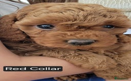 Miniature Poodle dogs for sale: Miniature Red Poodle KC Reg Full Pedigree - Image 17