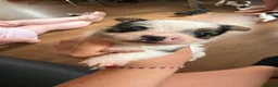 Jack Russell dogs for sale: Beautiful Jack Russell pups  in Bilston - Advert 6