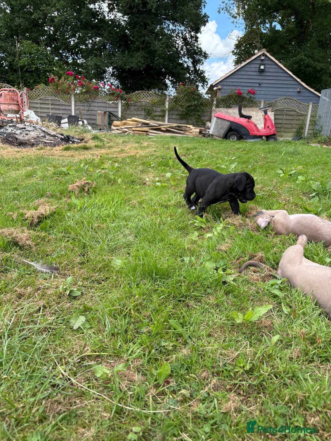 Cane Corso dogs for sale: Beautiful cane Corso puppies  - Image 26
