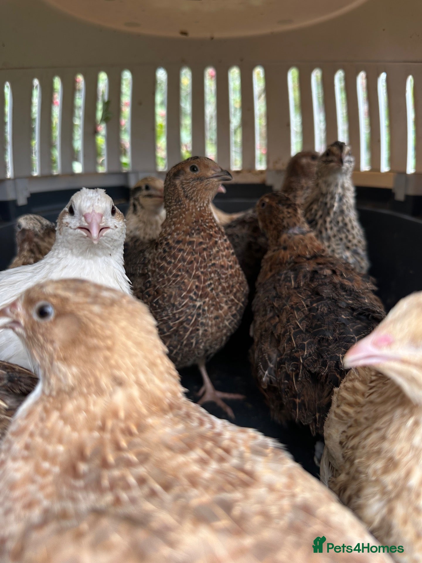 Quail poultry Male Breeding Quail - Advert 12