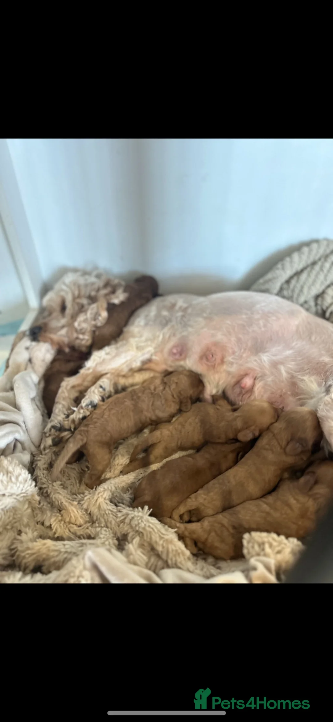 Cavapoo dogs for sale: Adorable red cavapoos!  - Advert 33