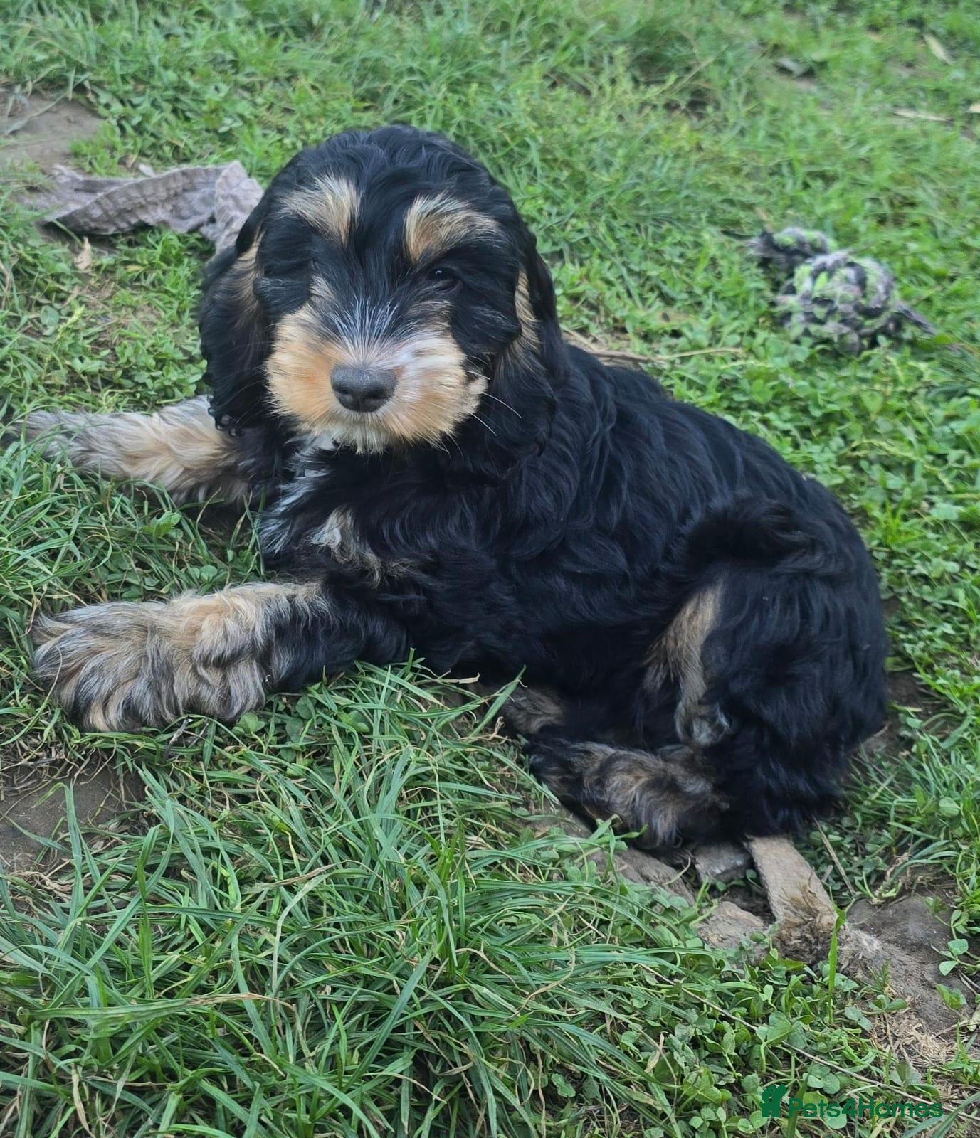 Cockapoo dogs Show Cockapoo Pups Ready to Go Domestic Licence   - Advert 1
