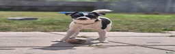 Mixed Breed dogs for sale: Gorgeous little girl in need of a forever home - Advert 14