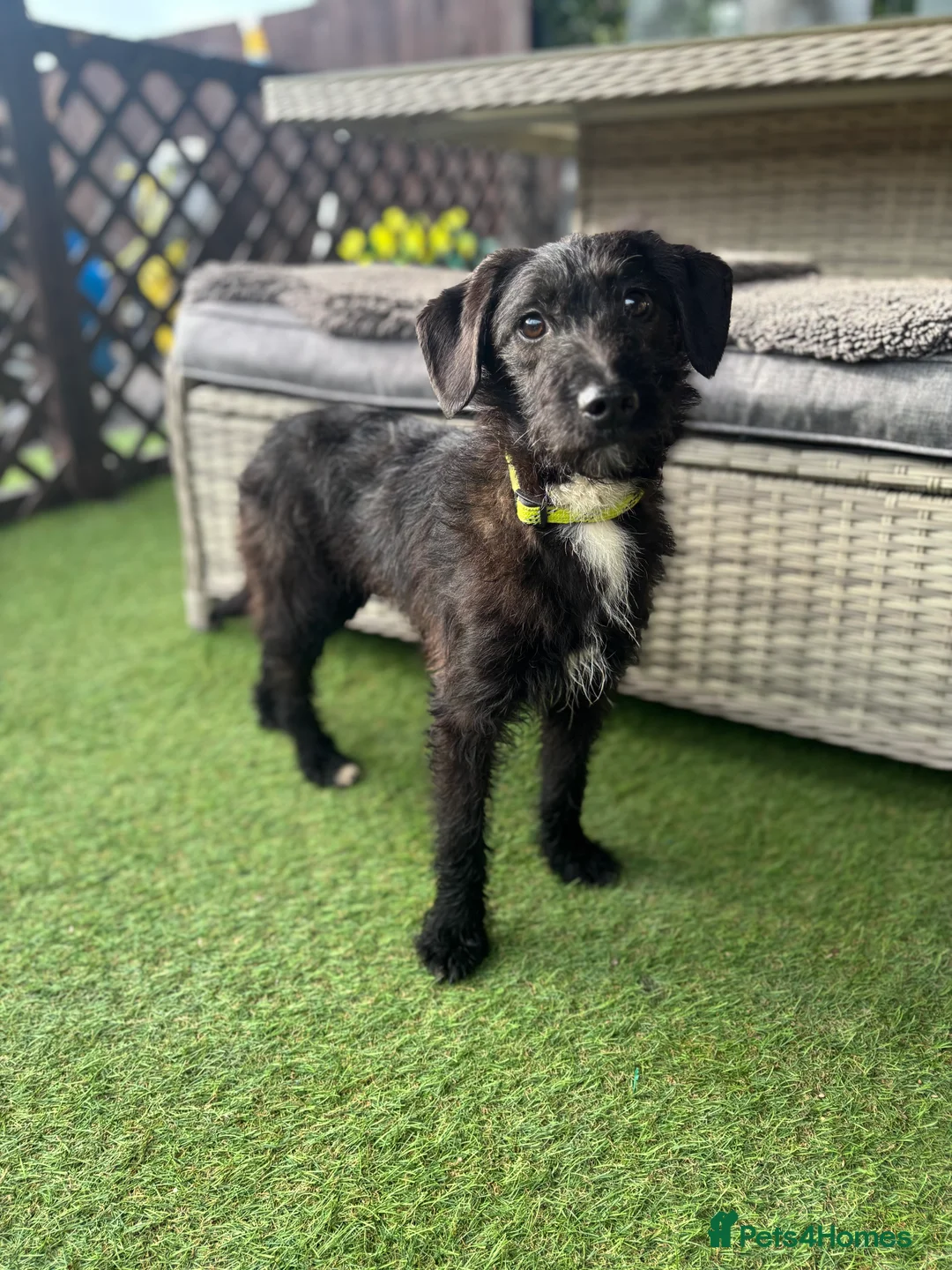 Jackapoo dogs for sale: Beautiful jackapoo for sale! - Advert 1