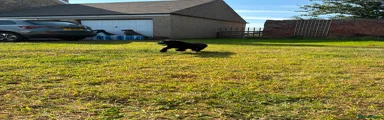 Labrador Retriever 6
