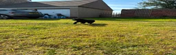 Labrador Retriever dogs for sale: Labrador puppies - Advert 10
