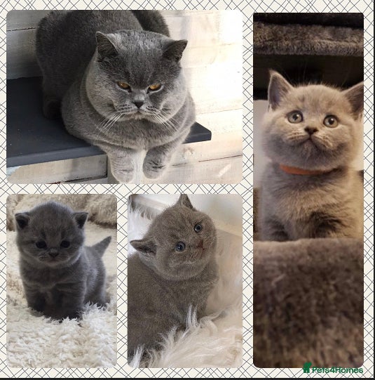British Shorthair cats Blue stud Gccf and Tica  in Derby - Advert 17