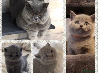 British Shorthair cats in Derby - Advert 34