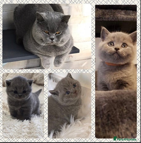 British Shorthair cats Blue stud Gccf and Tica in Derby - Advert 1